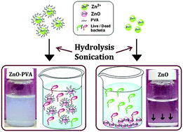 Graphical abstract: A one-step sonochemical synthesis of stable ZnO–PVA nanocolloid as a potential biocidal agent