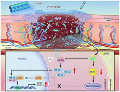 Graphical abstract: Quickly promoting angiogenesis by using a DFO-loaded photo-crosslinked gelatin hydrogel for diabetic skin regeneration
