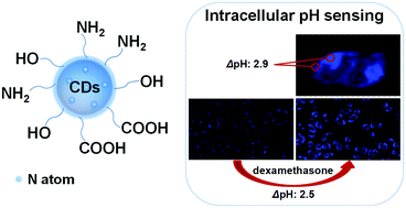 Graphical abstract: Green preparation of carbon dots for intracellular pH sensing and multicolor live cell imaging
