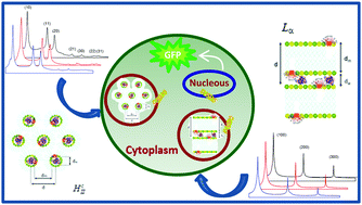 Graphical abstract: A biophysical study of gene nanocarriers formed by anionic/zwitterionic mixed lipids and pillar[5]arene polycationic macrocycles