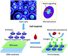 Graphical abstract: Cell-inspired biointerfaces constructed from patterned smart hydrogels for immunoassays in whole blood