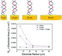 Graphical abstract: Impedimetric measurement of DNA–DNA hybridisation using microelectrodes with different radii for detection of methicillin resistant Staphylococcus aureus (MRSA)