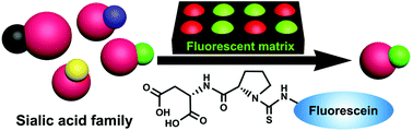Graphical abstract: Rapid and high-efficiency discrimination of different sialic acid species using dipeptide-based fluorescent sensors