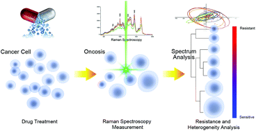 Graphical abstract: Dynamic characterization of drug resistance and heterogeneity of the gastric cancer cell BGC823 using single-cell Raman spectroscopy