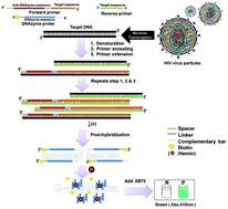 Graphical abstract: Colorimetric molecular diagnosis of the HIV gag gene using DNAzyme and a complementary DNA-extended primer