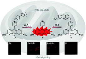Graphical abstract: Rosamine with pyronine-pyridinium skeleton: unique mitochondrial targetable structure for fluorescent probes