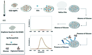 Graphical abstract: Enhanced electrochemiluminescence of luminol by an in situ silver nanoparticle-decorated graphene dot for glucose analysis