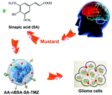 Graphical abstract: Mustard-inspired delivery shuttle for enhanced blood–brain barrier penetration and effective drug delivery in glioma therapy