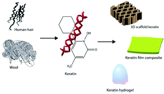 Graphical abstract: Keratin: dissolution, extraction and biomedical application