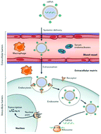 Graphical abstract: A new developing class of gene delivery: messenger RNA-based therapeutics