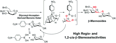 Graphical abstract: Regio- and stereoselective β-mannosylation using a boronic acid catalyst and its application in the synthesis of a tetrasaccharide repeating unit of lipopolysaccharide derived from E. coli O75