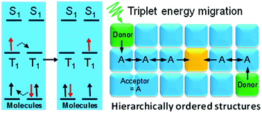 Graphical abstract: Triplet transport in thin films: fundamentals and applications
