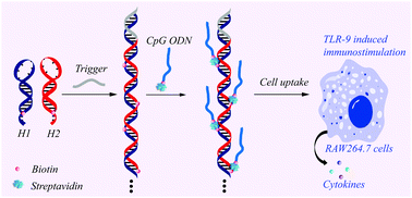 Graphical abstract: Self-assembled DNA nanocentipedes as multivalent vehicles for enhanced delivery of CpG oligonucleotides