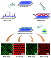 Graphical abstract: Guided protein/cell patterning on superhydrophilic polymer brushes functionalized with mussel-inspired polydopamine coatings