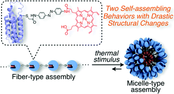 Graphical abstract: A supramolecular assembly based on an engineered hemoprotein exhibiting a thermal stimulus-driven conversion to a new distinct supramolecular structure