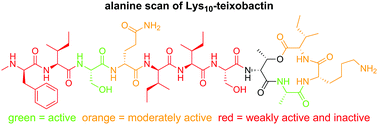 Graphical abstract: Alanine scan reveals modifiable residues in teixobactin