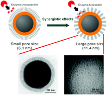 Graphical abstract: Rational synthesis of hierarchical magnetic mesoporous silica microspheres with tunable mesochannels for enhanced enzyme immobilization