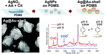 Graphical abstract: In situ synthesis of Au-shelled Ag nanoparticles on PDMS for flexible, long-life, and broad spectrum-sensitive SERS substrates
