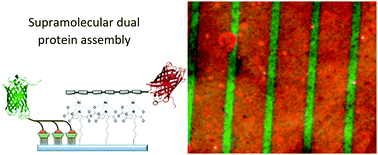 Graphical abstract: Orthogonal supramolecular protein assembly on patterned bifunctional surfaces