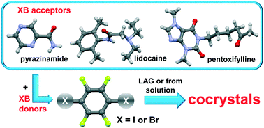 Graphical abstract: Halogen bonded cocrystals of active pharmaceutical ingredients: pyrazinamide, lidocaine and pentoxifylline in combination with haloperfluorinated compounds