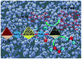 Graphical abstract: Ni-introduced CuAu nanocages: facile co-reduction synthesis of a novel magnetic multi-metallic nanostructure with high peroxidase mimetic activity