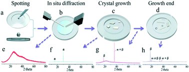 Graphical abstract: Direct observation of α- to β-glycine transformation during the ionic liquid-mediated crystallization process
