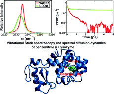 Graphical abstract: Vibrational Stark spectroscopy for assessing ligand-binding strengths in a protein
