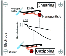 Graphical abstract: Unzipping and shearing DNA with electrophoresed nanoparticles in hydrogels