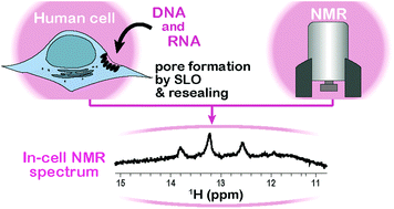 Graphical abstract: The first successful observation of in-cell NMR signals of DNA and RNA in living human cells