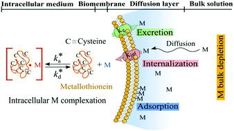 Graphical abstract: Impact of intracellular metallothionein on metal biouptake and partitioning dynamics at bacterial interfaces