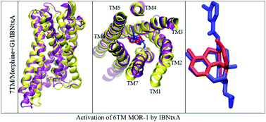 Graphical abstract: To probe interaction of morphine and IBNtxA with 7TM and 6TM variants of the human μ-opioid receptor using all-atom molecular dynamics simulations with an explicit membrane