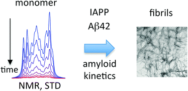 Graphical abstract: Time dependence of NMR observables reveals salient differences in the accumulation of early aggregated species between human islet amyloid polypeptide and amyloid-β