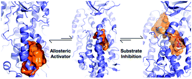 Graphical abstract: Molecular mechanism of 15-lipoxygenase allosteric activation and inhibition