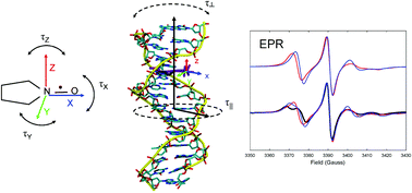 Graphical abstract: All-atom molecular dynamics simulations of spin labelled double and single-strand DNA for EPR studies