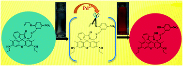 Graphical abstract: A fluorescence ‘turn-on’ chemodosimeter for the specific detection of Pd2+ by a rhodamine appended Schiff base and its application in live cell imaging