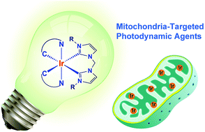 Graphical abstract: Cyclometalated iridium(iii) N-heterocyclic carbene complexes as potential mitochondrial anticancer and photodynamic agents