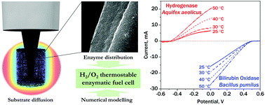 Graphical abstract: Impact of substrate diffusion and enzyme distribution in 3D-porous electrodes: a combined electrochemical and modelling study of a thermostable H2/O2 enzymatic fuel cell