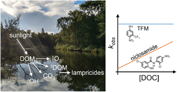 Graphical abstract: Indirect photodegradation of the lampricides TFM and niclosamide