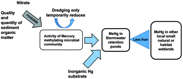 Graphical abstract: Mercury methylation in stormwater retention ponds at different stages in the management lifecycle