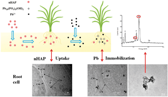 Graphical abstract: Hydroxyapatite nanoparticles in root cells: reducing the mobility and toxicity of Pb in rice