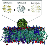 Graphical abstract: Research highlights: comparing the biological response of nanoparticle solid solutions