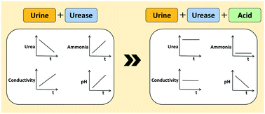 Graphical abstract: Characterization of urea hydrolysis in fresh human urine and inhibition by chemical addition