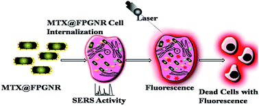 Graphical abstract: Gold nanorods decorated with a cancer drug for multimodal imaging and therapy