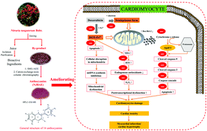 Graphical abstract: Characterization and cardioprotective activity of anthocyanins from Nitraria tangutorum Bobr. by-products