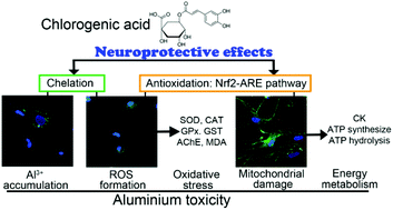 Graphical abstract: Chlorogenic acid protects against aluminium-induced cytotoxicity through chelation and antioxidant actions in primary hippocampal neuronal cells