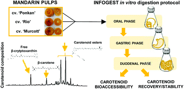 Graphical abstract: Impact of in vitro digestion phases on the stability and bioaccessibility of carotenoids and their esters in mandarin pulps
