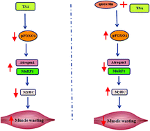 Graphical abstract: Quercetin enhances the antitumor effect of trichostatin A and suppresses muscle wasting in tumor-bearing mice