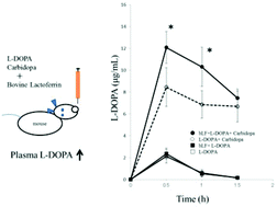 Graphical abstract: Effects of bovine lactoferrin on l-DOPA absorption and metabolism in mice