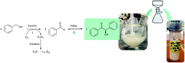Graphical abstract: Towards environmentally acceptable synthesis of chiral α-hydroxy ketones via oxidase-lyase cascades