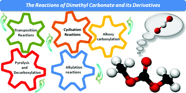 Graphical abstract: The reactions of dimethyl carbonate and its derivatives